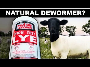 🤯 TESTING LYE AS A DEWORMER FOR LIVESTOCK (vet results) // Natural Deworm Sheep, Goats, Cattle