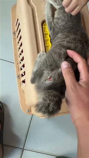 Alhamdulillah, may the children recover quickly, amen.