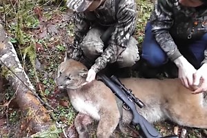 Hunter Uses Electronic Call In Successful Oregon Cougar Hunt