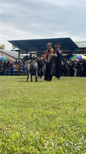 DOMBA HITAM SANGAR #dombagarut #goat #animals #sheep #trending
