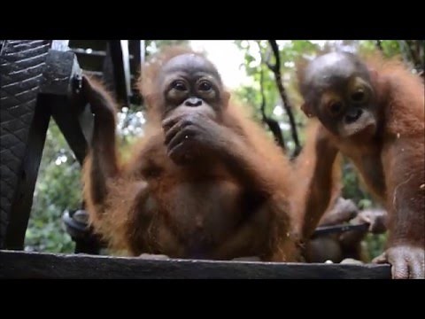 Rescued orangutan Joss makes great progress and joins pre-school