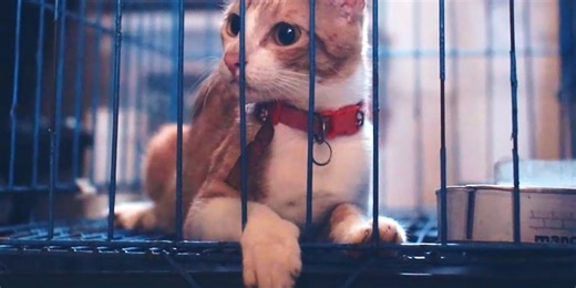 Rayville rescue to rebuild after ice storm damage