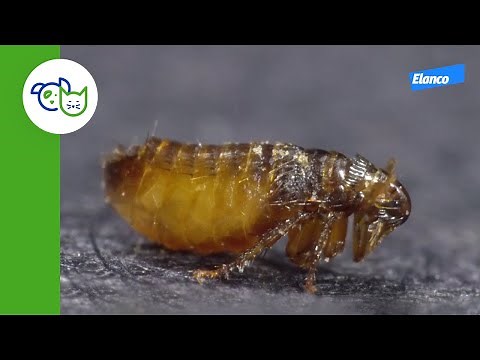 Le mode de vie des puces