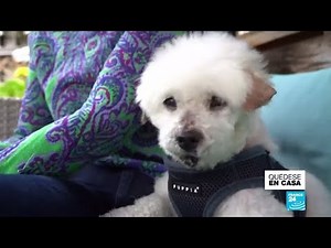 Se eleva la adopción de mascotas en Estados Unidos
