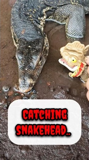 snakehead fish,snakehead fish eating - SNAKEHEAD FISH #shorts #fish #channa #viralvideo