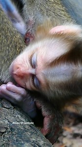 7.3K views · 46 reactions | Heartbreaking Moment as Poor Little Baby Monkey Freezes and Faints, Becoming Unconscious After Desperate Fight With Mom Who Blocks Milk During Emotional Feeding Struggle | Monkey Of Cambodia | Facebook