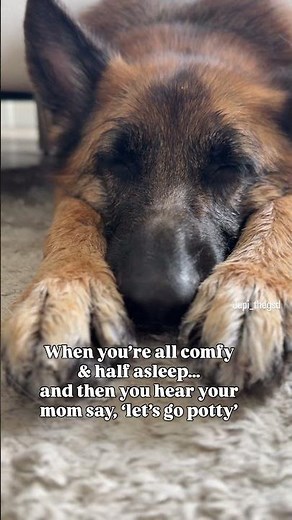 When you’re all comfy and half a sleep, and then you hear your mom say “let’s go potty” #jupi_thegsd
