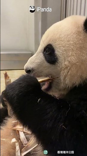 The Cutest ASMR Ever | iPanda #shorts