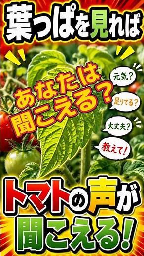 It’s All in the Signs! What Tomato Leaves Tell You: Signs of Over- or Under-Fertilizing