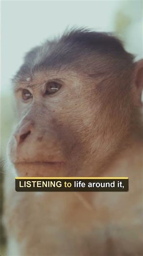 Did You Know Flowers Can Respond to Pollinators?