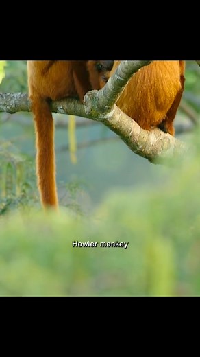 THE HOWLER MONKEY #animals #animalworld #monkeys #howlermonkeys | Animal Documentary