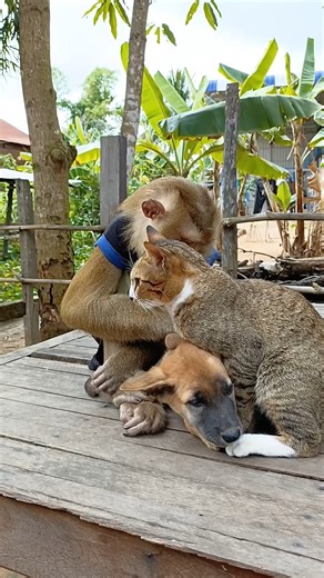 41K views · 1.2K reactions | SokYaa Monkeys Cuddling Puppies & Kittens MOST ADORABLE VIDEO EVER! | Sokya Video | Facebook