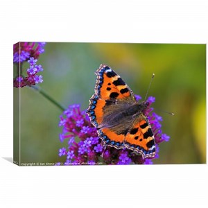 Tortoiseshell Butterfly On Verbena Flower Picture Canvas Wall Art in Colour by Ian Stone ID #1260255