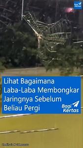 Tahukah kamu? Banyak spesies laba-laba memakan kembali jaringnya sendiri sebelum pindah tempat. Namun, ini sering disalahpahami sebagai “jika jaringnya masih utuh tapi laba-labanya hilang, berarti ia mati”. Faktanya: tidak selalu begitu. Beberapa jenis laba-laba—terutama orb-weavers (pembuat jaring lingkaran klasik)—memiliki kebiasaan membongkar dan memakan kembali sutra jaring mereka di pagi hari. Tujuannya? Menghemat energi. Memproduksi sutra itu mahal secara biologis: butuh protein tinggi, ai