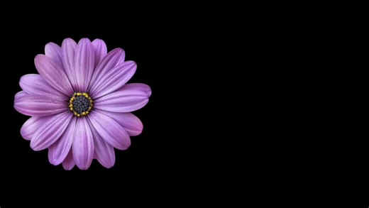 Adore You by Miley Cyrus: Full Lyrics and Meaning