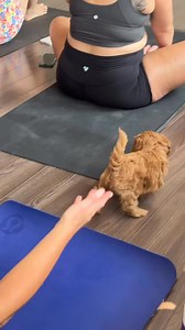 Think Cockapoos are just little foo-foo dogs? Think again! These fluffy bundles may be small, but their energy is BIG! 🐾 Next weekend, get ready for non-stop joy, laughter, and some serious puppy power. Cockapoos aren’t just cute—they’re vibrant, full of love, and ready to shake up everything you thought you knew about little dogs. Come join us, register on our website www.muskokapuppyyoga.ca (link is in our bio) #FluffyButFierce #DogTherapy #SmallButMighty #FeelGoodDogs #CockapooLife #FluffyHa