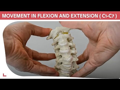 C1-C7 Cervical Model: Cervical Flexion, Extension & Rotational Movement