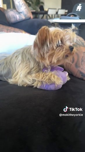 Meet Moki the Yorkie: The Spoiled Pup Challenge