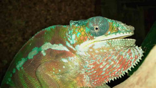 Watch what happens when you compare the largest reptiles alive