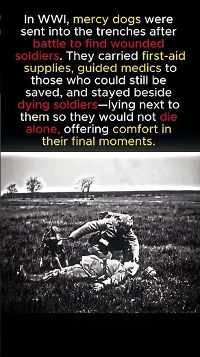 The Dogs Who Comforted the Dying in WWI Trenches #ww2 #history #ww1 #animals