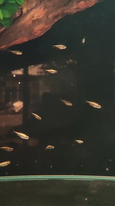 GOLD TETRA | CHASE Aquatics