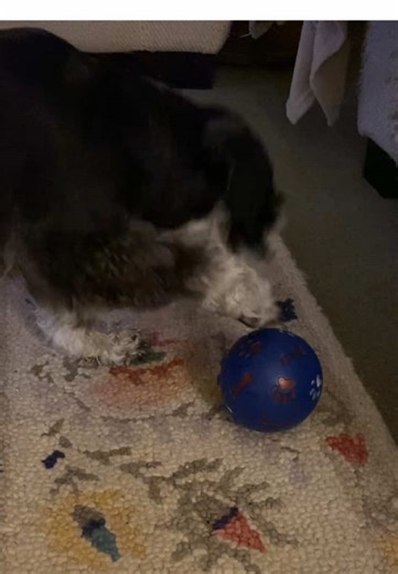 Dinner with a Twist for Monty the Dog