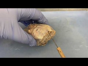 Additional Structures of the Sheep Brain