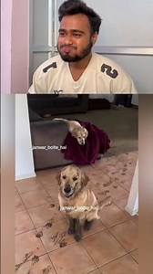 Yeh sab kisne kiya 🤣#funnyanimal #funnyanimals #cuteanimals #animals#funny #pets #funnypet #animal