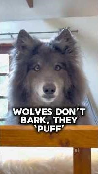Wolves don’t bark, they PUFF! #wolf #wolves es