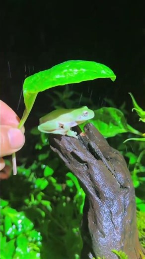 Cute Frog Shelter: Protecting Our Little Friend from the Elements