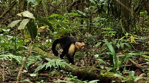 Beautiful cebus capucinus white headed capuchin in the jungle searching food on the ground
