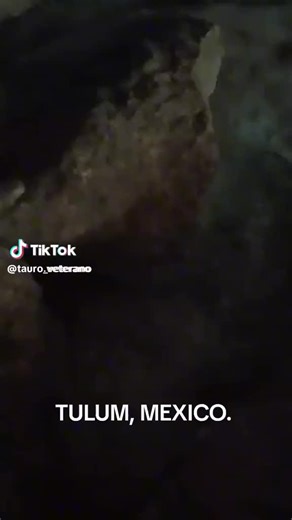 Explora los Cenotes en Aldea Zama, Tulum