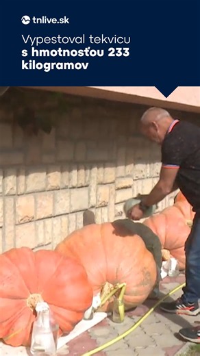 🎃 Niektoré sa nám zmestia do dlane, iné by sme na ruky ani nezdvihli. Sezóna tekvíc je tu. 🥘 Či už ich máte radi len ako halloweensku ozdobu, alebo aj na tanieri, určite sa aj vám spájajú s jeseňou. 👉 Celú reportáž nájdete na webe tnlive.sk 🎤 Jana Cerovská #tnlive #tekvice #halloween