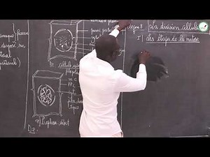 Course - First S - SVT: Cell division