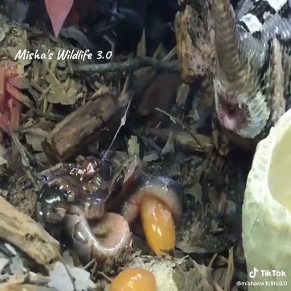 #13 Live Close up Snake giving birth #mishawildlife3.0 #animalskingdom🐅🐪🦘 #naturephotography #naturelover