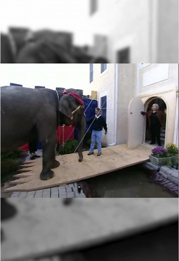 Elephant Attempts to Enter Bam Margera's House