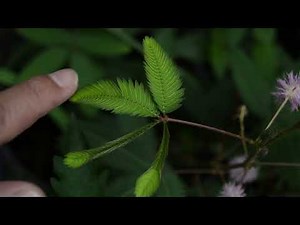 Plant Movement (Nastic-Sismonastic) Control and Coordination | Class 10 Biology Mimosa Pudica chhui