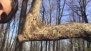 A look at trailmarked trees: "Trail trees, trail marker trees, Crooked Trees, "Prayer Trees", "Thong Trees", or "Culturally Modified Trees" are hardwood trees throughout North America that Native Americans intentionally shaped with distinctive characteristics that convey that the tree was shaped by human activity rather than deformed by nature or disease. A massive network of constructed pre-Columbian roads and trails has been well documented across the Americas, and in many places remnants can 