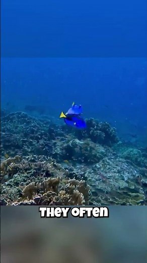 Blue Tangs: They Have a Reef GANG?!