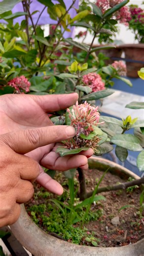 34K views · 1K reactions | Ixora Care and Tips! Keep your Ixora...