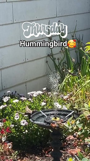 19 reactions · 8 comments | #hummingbird | Alex Guevarra | Facebook