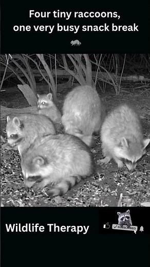4 Baby Raccoons Munching Together 🦝 | Adorable Raccoon ASMR