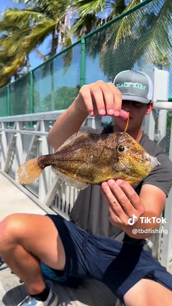 EXOTIC Reef Fish Fishing in Downtown Miami!