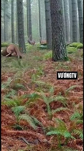 Wolf vs Puma The Ultimate Forest Battle! 🐺🦁