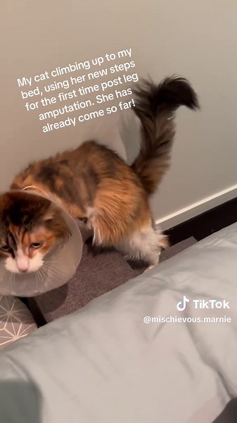 Marnie's Inspiring Journey Post Cat Leg Amputation