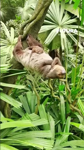Maman paresseux en sieste à l’horizontale avec son petit ! 🦥♥️