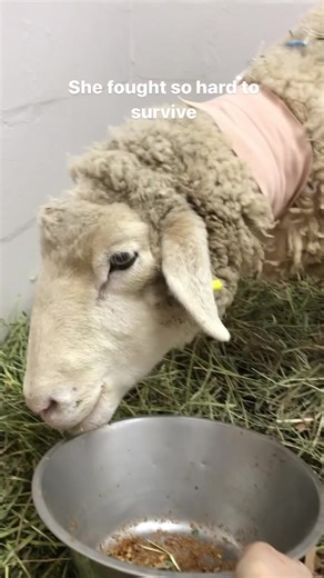 When we first saw Noelle on the floor we thought she had passed. The auction that day was full (for Christmas) and there were not-alive animals lying all around. But when we saw Noelle’s eye move, we knew she still had a chance. With our friends’ help we got her out. Noelle was in critical condition for several weeks. And like nearly every older female we have ever rescued from auction, she was pregnant. It always comes as a surprise for people to learn that females are often impregnated before 