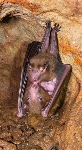 What’s Hiding in the Blood-Sucking Vampire Bat's Cave? 😱🦇