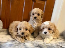 2 girls 2 boys stunning maltipoos incredible colours