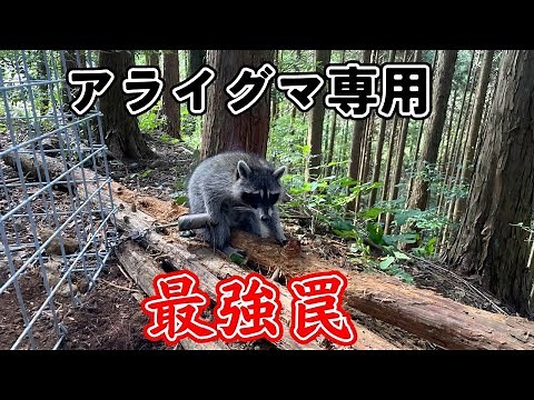 A trap specially designed for capturing raccoons, "Arahole"